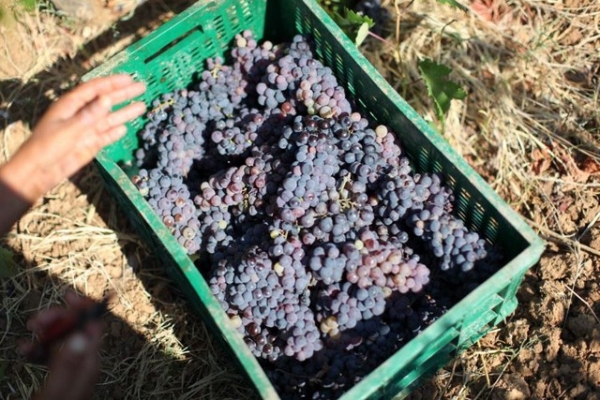 Bağ Bozumu 2013