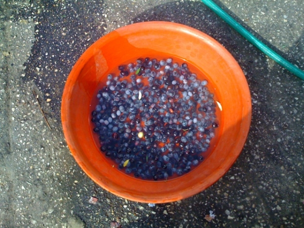 İlk zeytin Hasadı